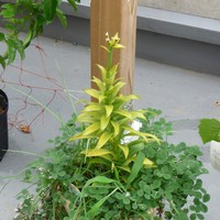 090807-07-01.jpg