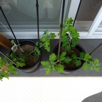 090817-04-01.jpg